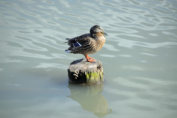 duck in water