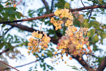 White and yellow Kanlapaphruek bloomming in the garden, Kanlapaphruek flower or cassia bakeriana is flower in summer of Thailand.