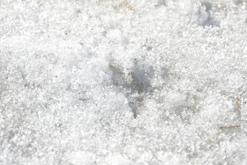 Abstract snow texture. Early spring snow background close up