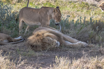 lion and lioness