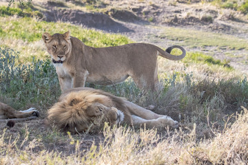 male lion and lioness