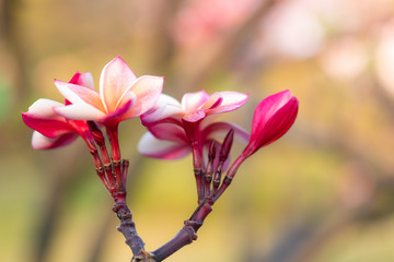Fototapeta premium Closeup frangipani, Plumeria, Temple Tree, Graveyard Tree. Colorful blooming flower with light filter and green leaves background bokeh.