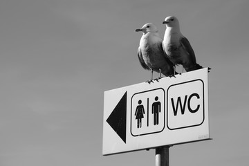 Seagull wc toilett bird couple funny