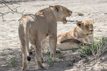 female lion and lioness