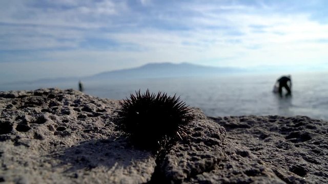 sea urchin on rocks while someone harvesting at the background, su02