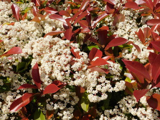 White flowers of a blooming photinia fraseri red robin shrub