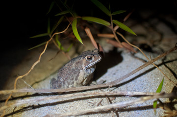 Beach frog