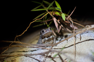 Beach frog