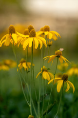 Field of Pink blooming yellow cosmos.Cosmos blooming in spring season.