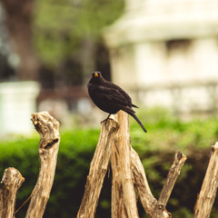 bird