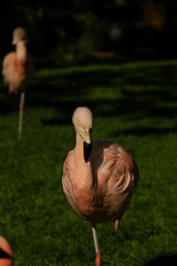 Pink flamingo bird on a green grass landscape