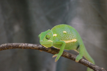 Chameleon (Flap-necked chameleon) in Botswana