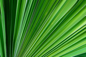 Green fan palm leave background