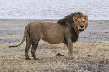 lion near the water