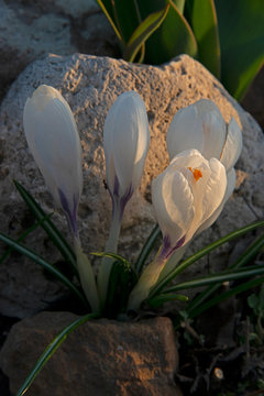 FLOWERS -  crocuses blossom