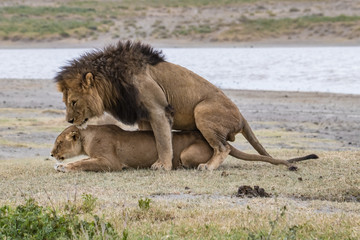 Fototapeta na wymiar Lion and lioness mate by the lake