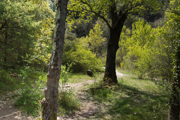 Obraz premium Felslandschaft bei Rochecolombe in der Ardeche