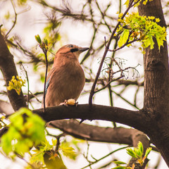 bird on branch