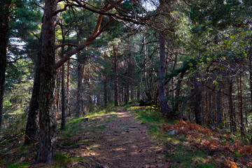 Fototapeta premium Waldweg in den Monts d'Ardeche