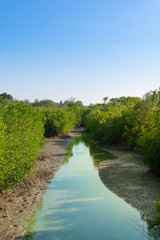 Fototapeta na wymiar Mangrove forest in national park.
