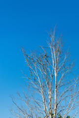 Dead white tree in mangrove forest.