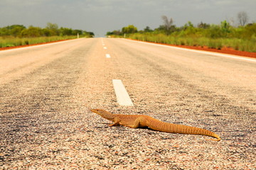 Goanna crossing Australian highway