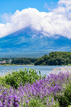 富士山 河口湖 大石公園 ラベンダー