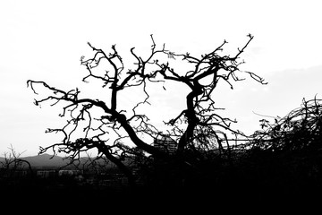 Silhouette of dead tree with mountain on white background.