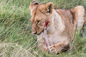 young lion eating prey