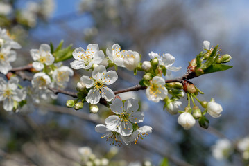 Cherry tree blossoms in spring against blue sky