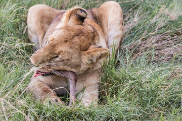 young lion eating prey