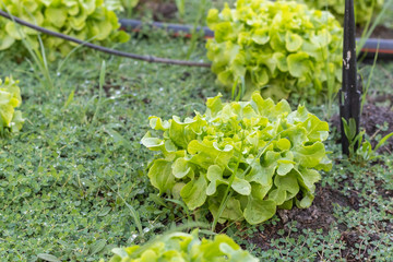 Green Oak Lettuce salad on the ground