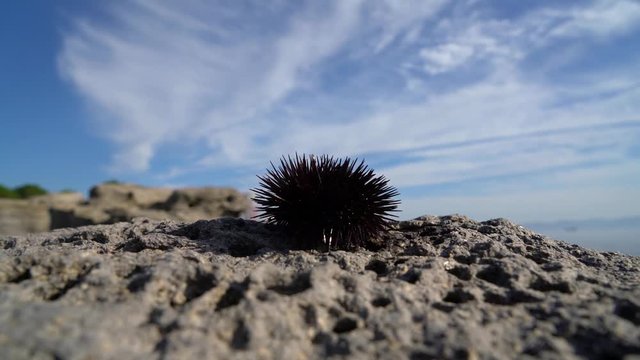 sea urchin on rocks moving, su02
