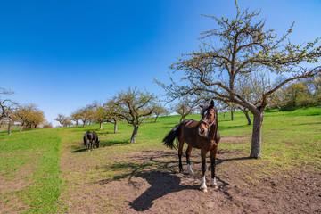 Two brown horses in the nature beside a tree