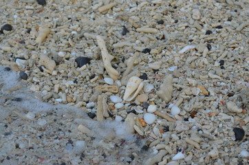 shell on the beach