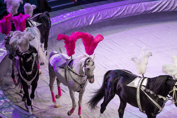 White and black horses on white arena background in circus © kapichka