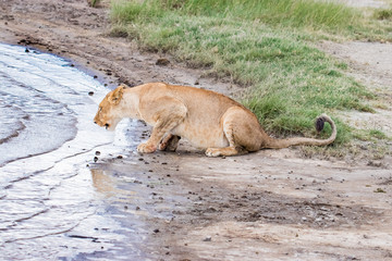 lioness drinking water