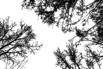 Black leafless tree branches - obrazy, fototapety, plakaty