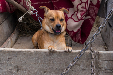 Dog on the chain in captivity somewhere in Transylvania