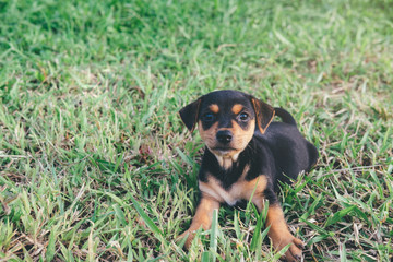 Dog looking up wanting someone to play with him or waiting for food.