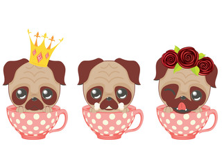 Cute pug in a cup