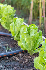 Green Oak Lettuce salad on the ground