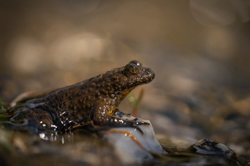 Yellow bellied toad, Bombina variegata