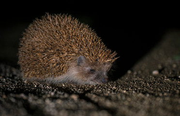 European hedgehog, Erinaceus europaeus, © Carl
