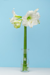 Amarillis flowers in a glass vase on a blue background