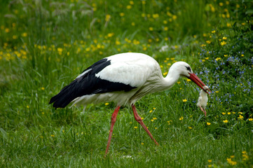 Storch