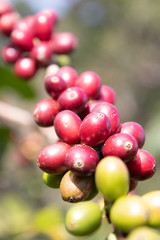 Coffee bean in coffee tree plantation.Fresh green berry of coffee in organic farm. ( selective focus )