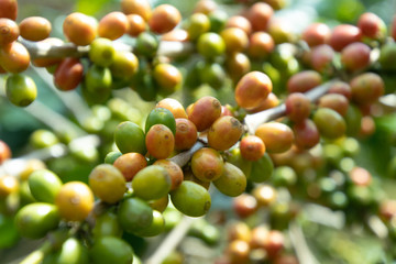 Coffee bean in coffee tree plantation.Fresh green berry of coffee in organic farm. ( selective focus )