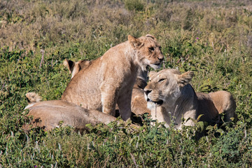 lioness and cub