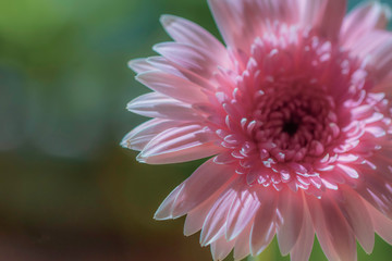 pink gerbera flower